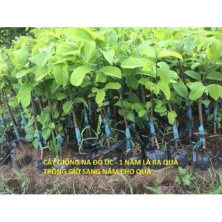 sản phẩm CÂY NA ĐỎ CAO SẢN