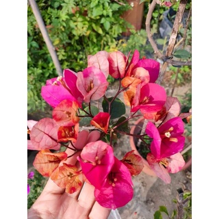 Hoa Giấy Đổi Màu ( Cây giống)