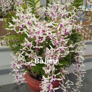 Hoa lan Bà liễu xưa combo 2 chậu