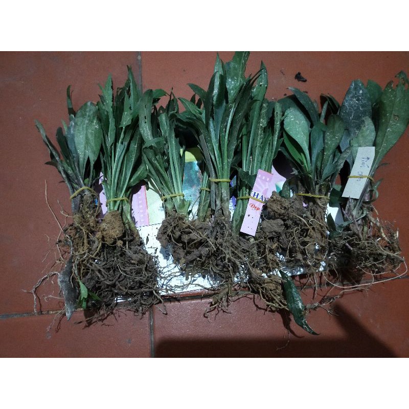 Combo 9 màu hoa thạch thảo
