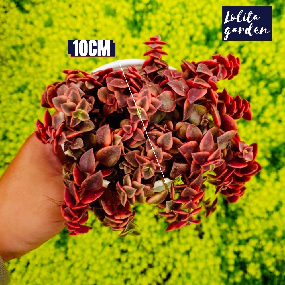 Sen đá sedum vảy rồng Đà Lạt size trung bình cây cảnh trang trí nhà cửa Lolita garden