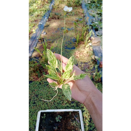 N&T Garden- Lan nước var/ trầu marble queen