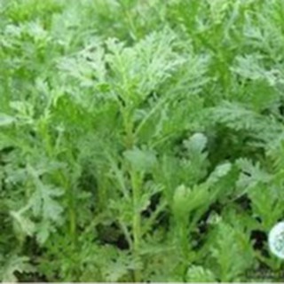 20gram HẠT GIỐNG RAU TẦN Ô