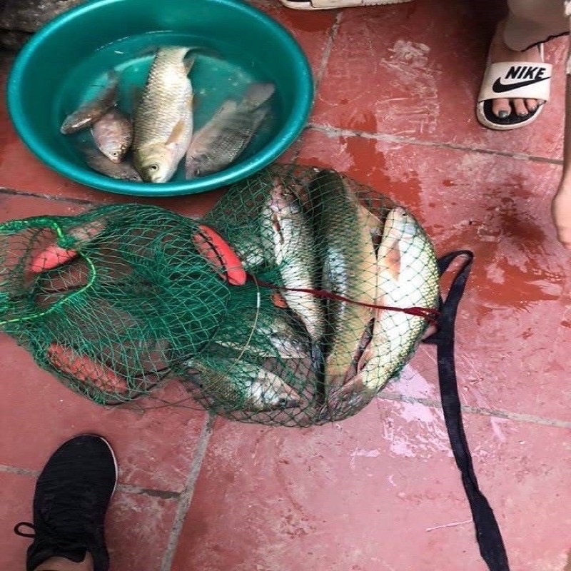 Mồi câu chép tàu hương dâu siêu nhạy chuyên trắm chép trôi