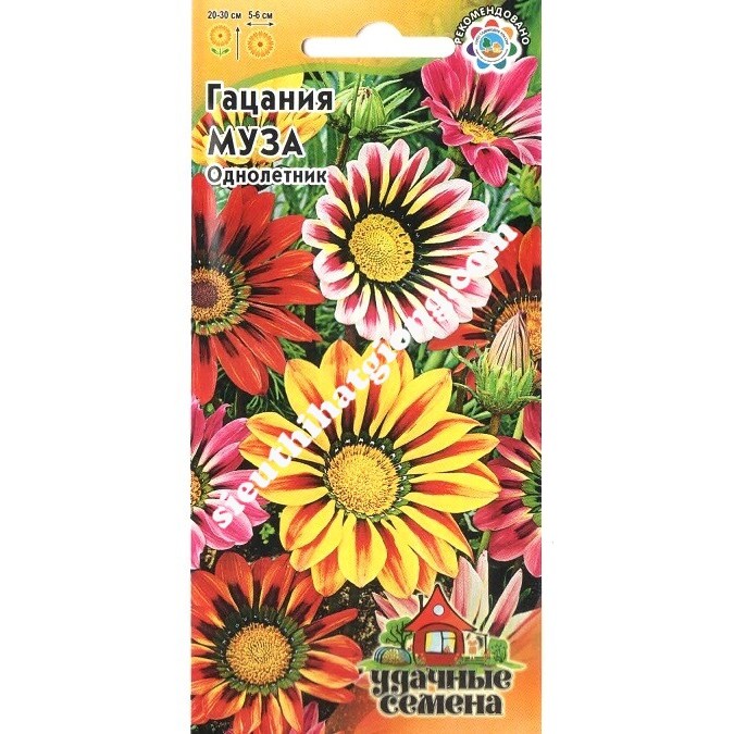 Hạt Giống Cúc Huân Chương (0.05g)