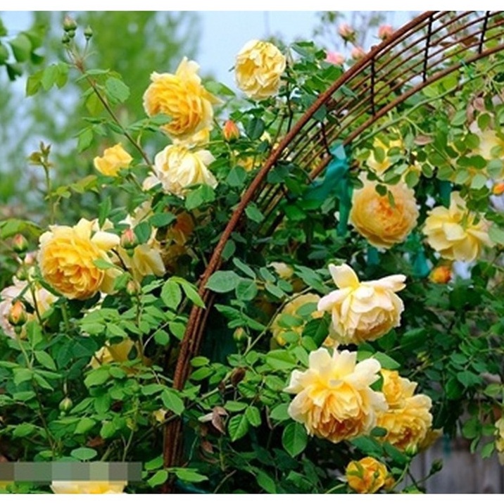 20 Hạt giống hoa Hồng leo Pháp mix (Tặng gói kích mầm, hướng dẫn ươm)