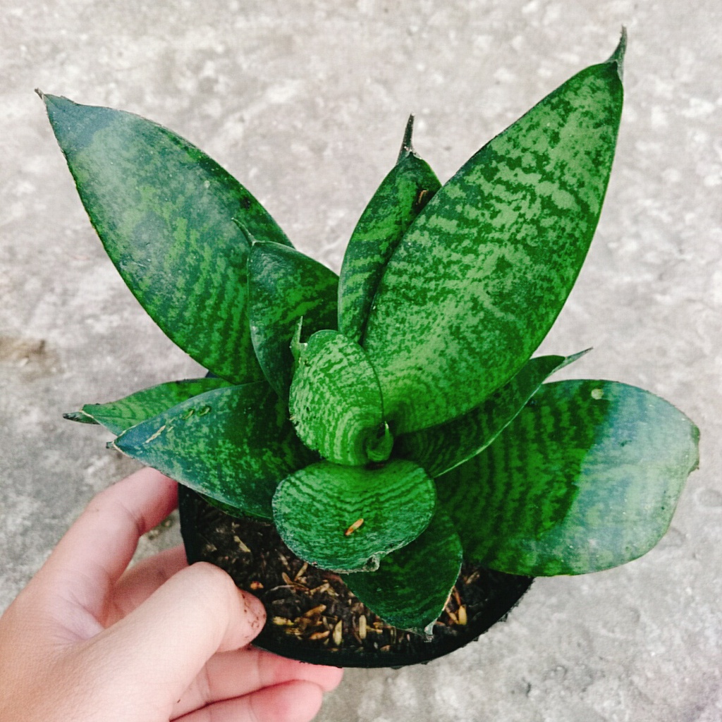 Cây Lưỡi Hổ Xanh - Cây Lưỡi Mèo