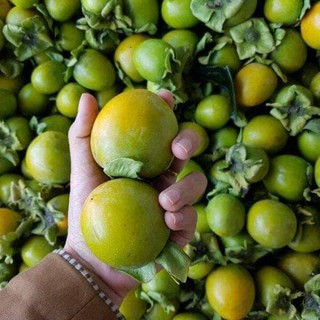 Cây Giống Hồng giòn