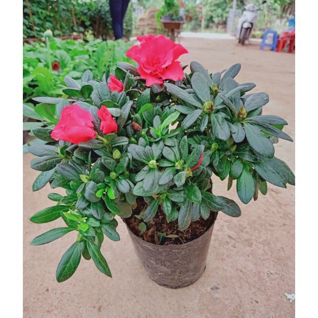 Cây hoa đỗ quyên_ ẢNH THẬT CAO 60CM