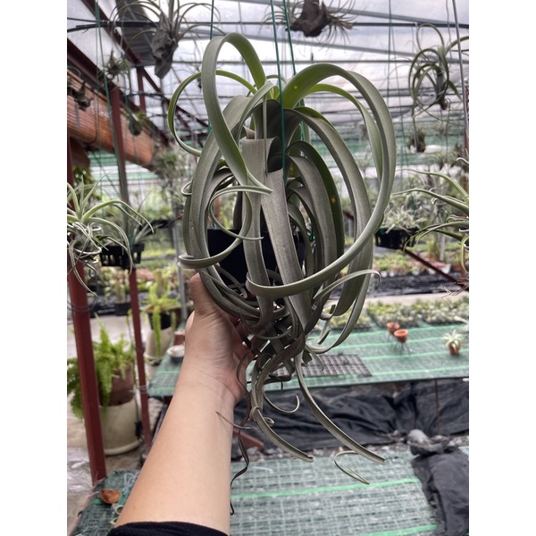 Cây không khí Tillandsia curly slim