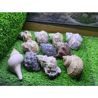 Vỏ ốc mượn hồn