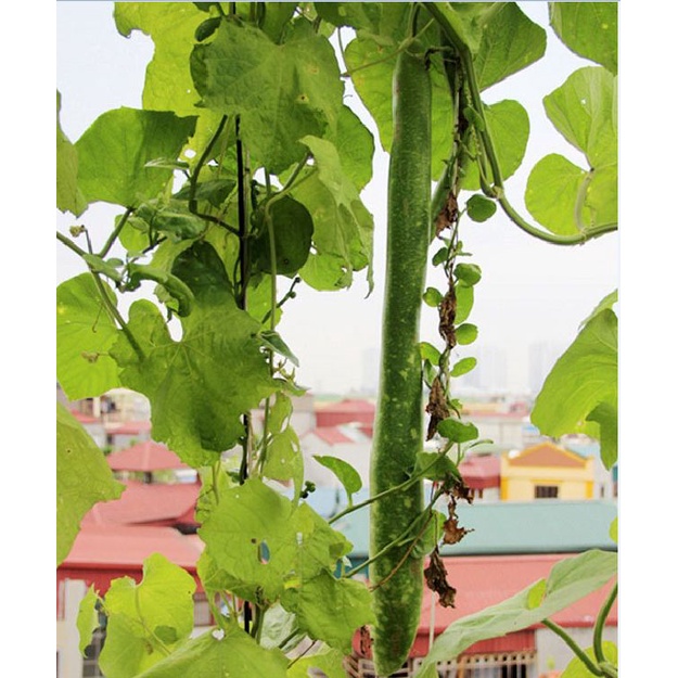 Hạt giống bầu sao trái dài quê  KNS195 - Gói 10 hạt