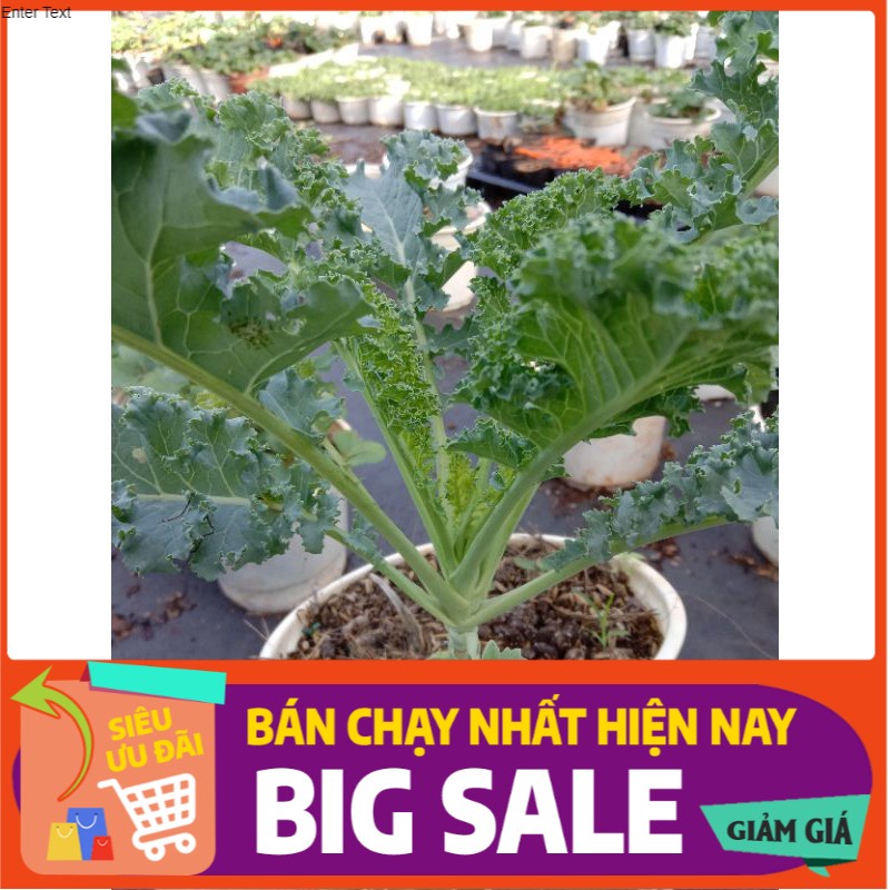 [ CÂY GIỐNG ] CẢI KALE XOẮN XANH 