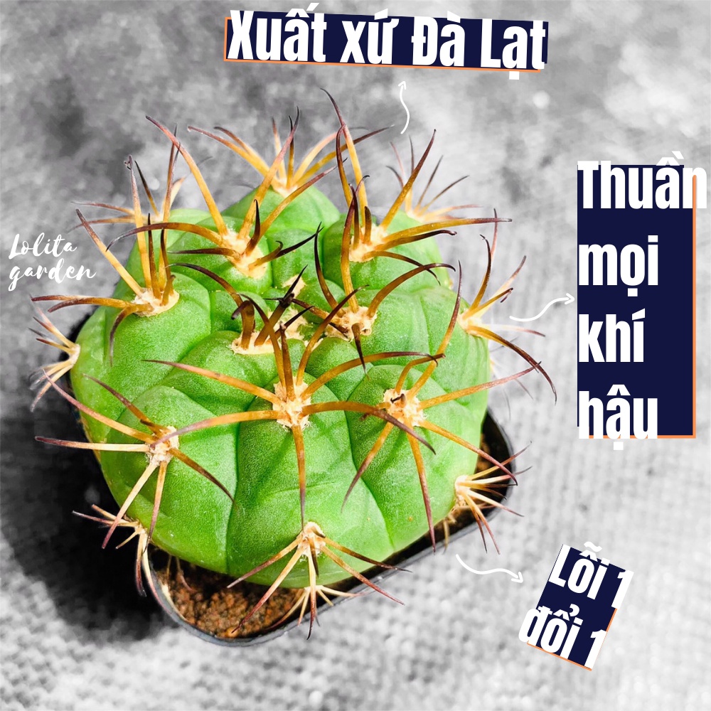 Xương rồng tân thiên địa Đà Lạt size bé cây cảnh trang trí nhà cửa Lolita garden