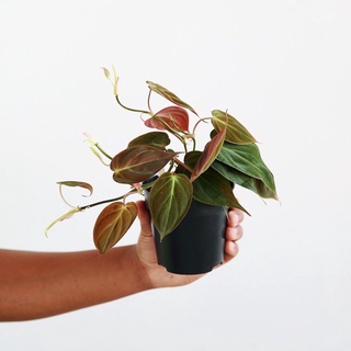 Philodendron micans