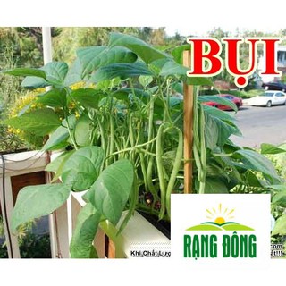 20gr hạt giống đậu cove bụi lùn luykyseedvn
