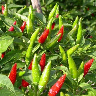 Hạt giống ớt chỉ thiên siêu cay - 1 gói 30 hạt