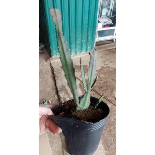 Hoa Nhật Quỳnh Đỏ rực
