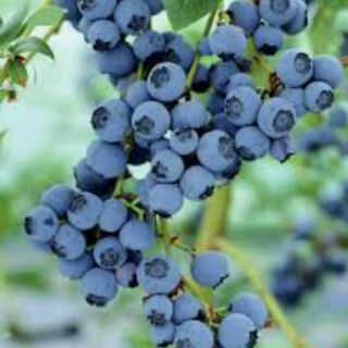 Cây việt quất tứ quý