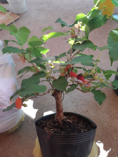 Cây dâu tằm bonsai