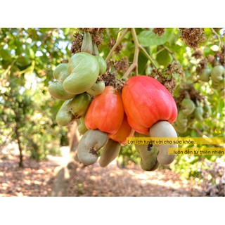 Hạt điều rang muối Bình Phước còn vỏ lụa 100g