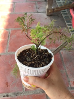 Đinh lăng cây