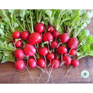 300 Hạt Giống Củ Cải Tròn Đỏ [CHẤT LƯỢNG]
