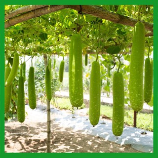 Hạt giống cây Bầu Sao