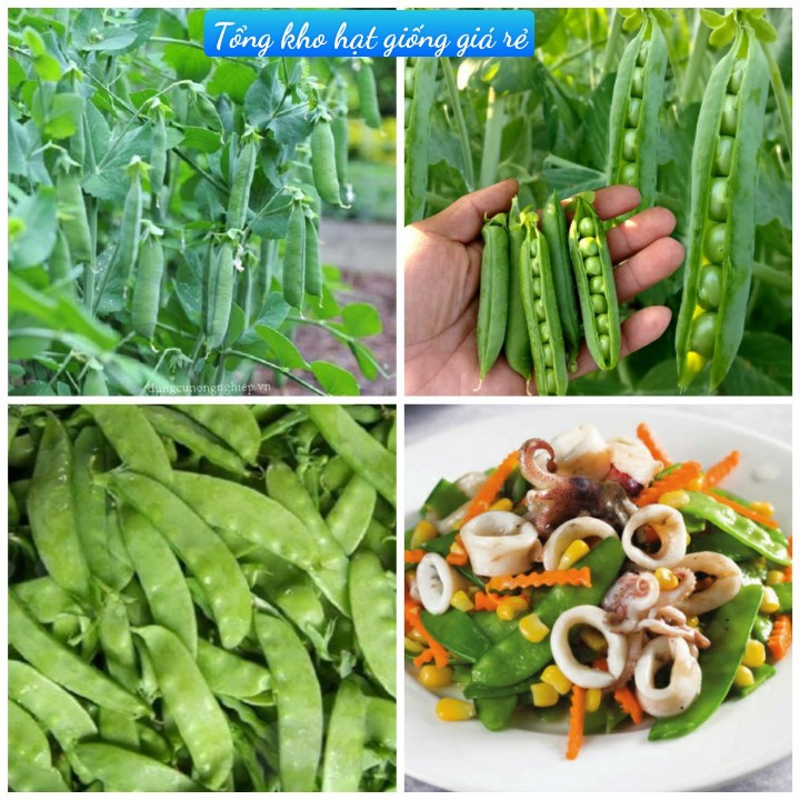 (Gói 20g)Hạt Giống Đậu Hà Lan F1Siêu Dễ Trồng,Dễ Chăm Sóc-Tổng kho hạt giống giá rẻ