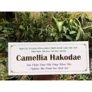 TRÀ HOA VÀNG HAKODA-NINH 100G