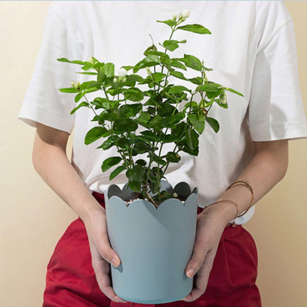Chậu Hoa Bằng Nhựa Dùng Trang Trí Văn Phòng