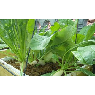 Củ Cải Trắng RĐ 107 - RẠNG ĐÔNG
