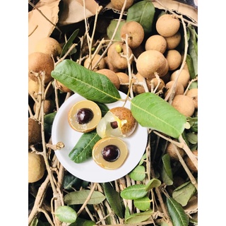 Nhãn xuồng Bến Tre
