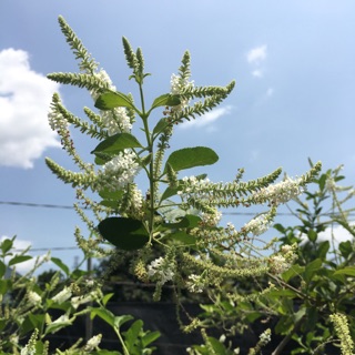 Cây hoa bạch tràm hương/ giáng hương hoa cực thơm-Hoa đẹp trang trí sân vườn-Cây hoa kiểng Đồng Tháp