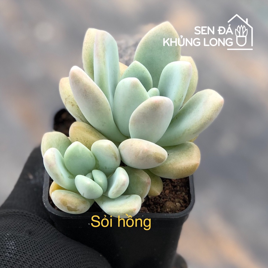 Sen Đá Sỏi Hồng - Graptoveria Cv. Opalina