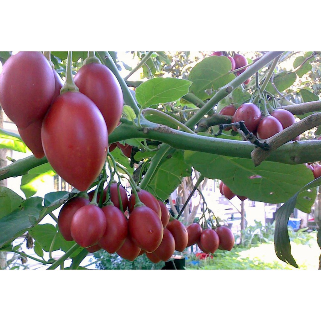 Hạt giống cà chua thân gỗ Tamarillo gói 04 hạt