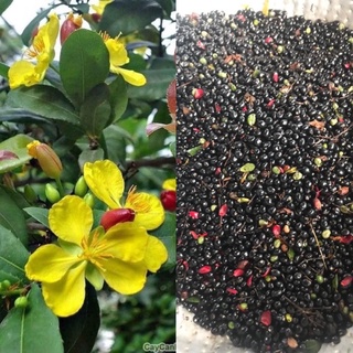 0,5 kg hạt giống cây hoa mai tứ quý