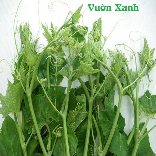 ( SIÊU RẺ ) Hạt giống bí ăn ngọn, bí siêu ngọn 10gr