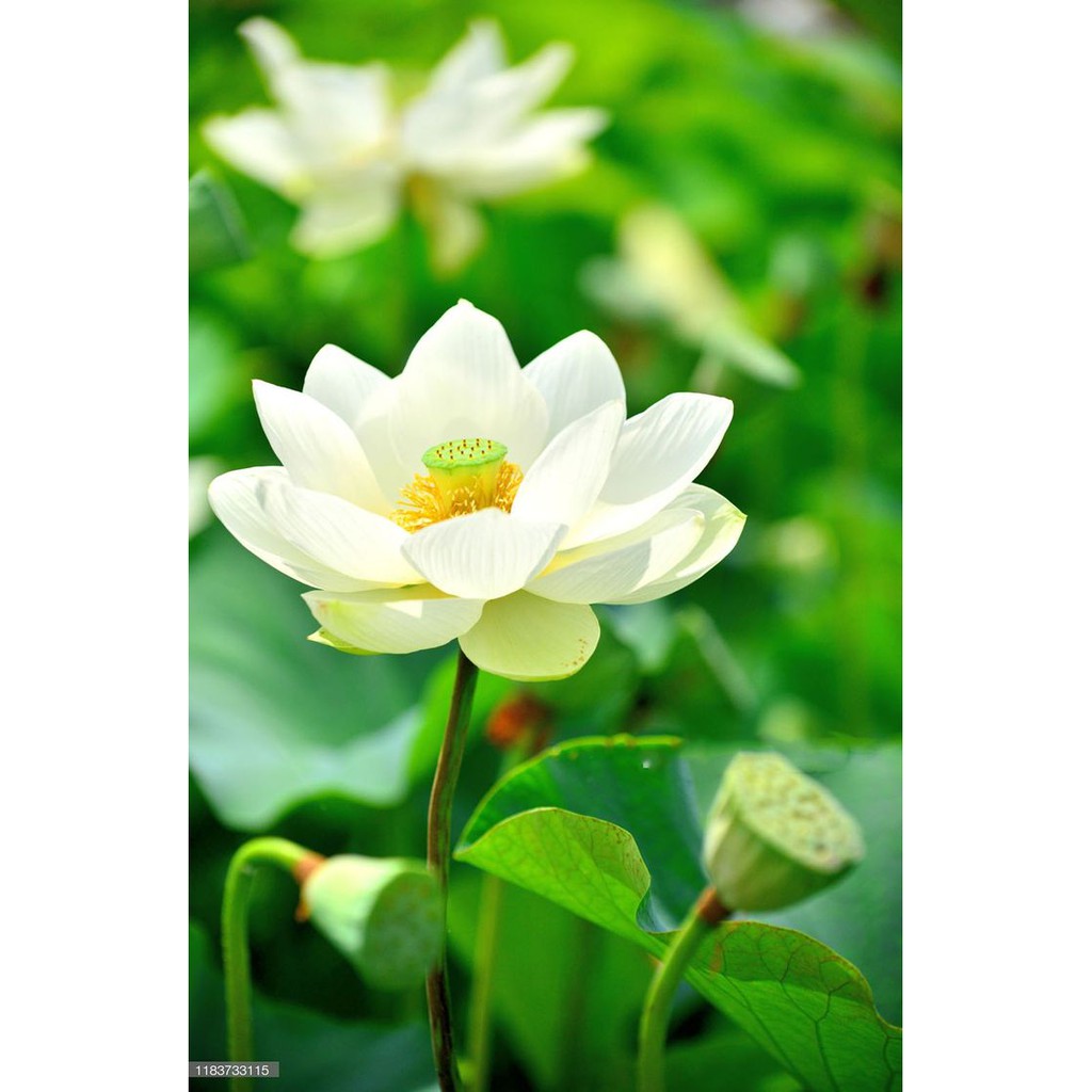 Hạt giống sen trắng  dễ trồng hoa đẹp thuần khiết