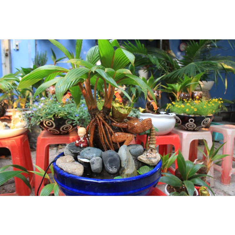 Cây Dừa Bonsai