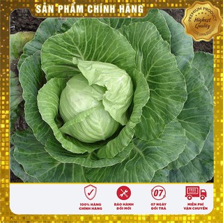 Combo 5 gói hạt giống cải bắp F1 TẶNG 1 phân bón