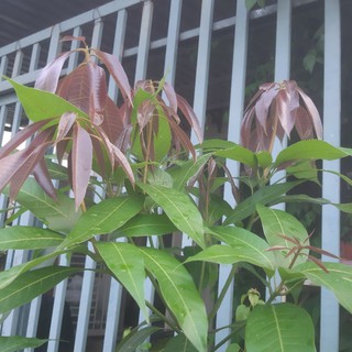 Siêu Vọt Đọt