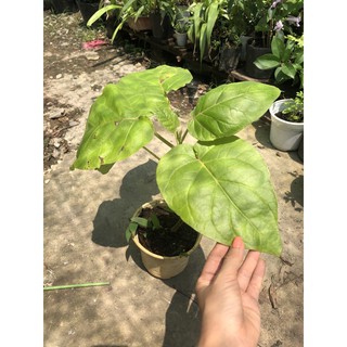Cây giống cà chua thân gỗ Tamarillo (Magic-S)