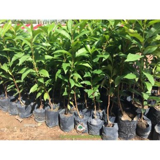 Cây giống VỐI NẾP 19K