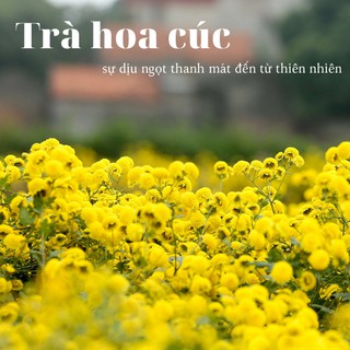 Cúc làm trà - Chậu to
