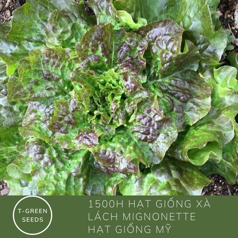 1500 hạt giống xà lách Mignonette