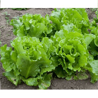 Hạt giống rau Xà Lách chịu nhiệt