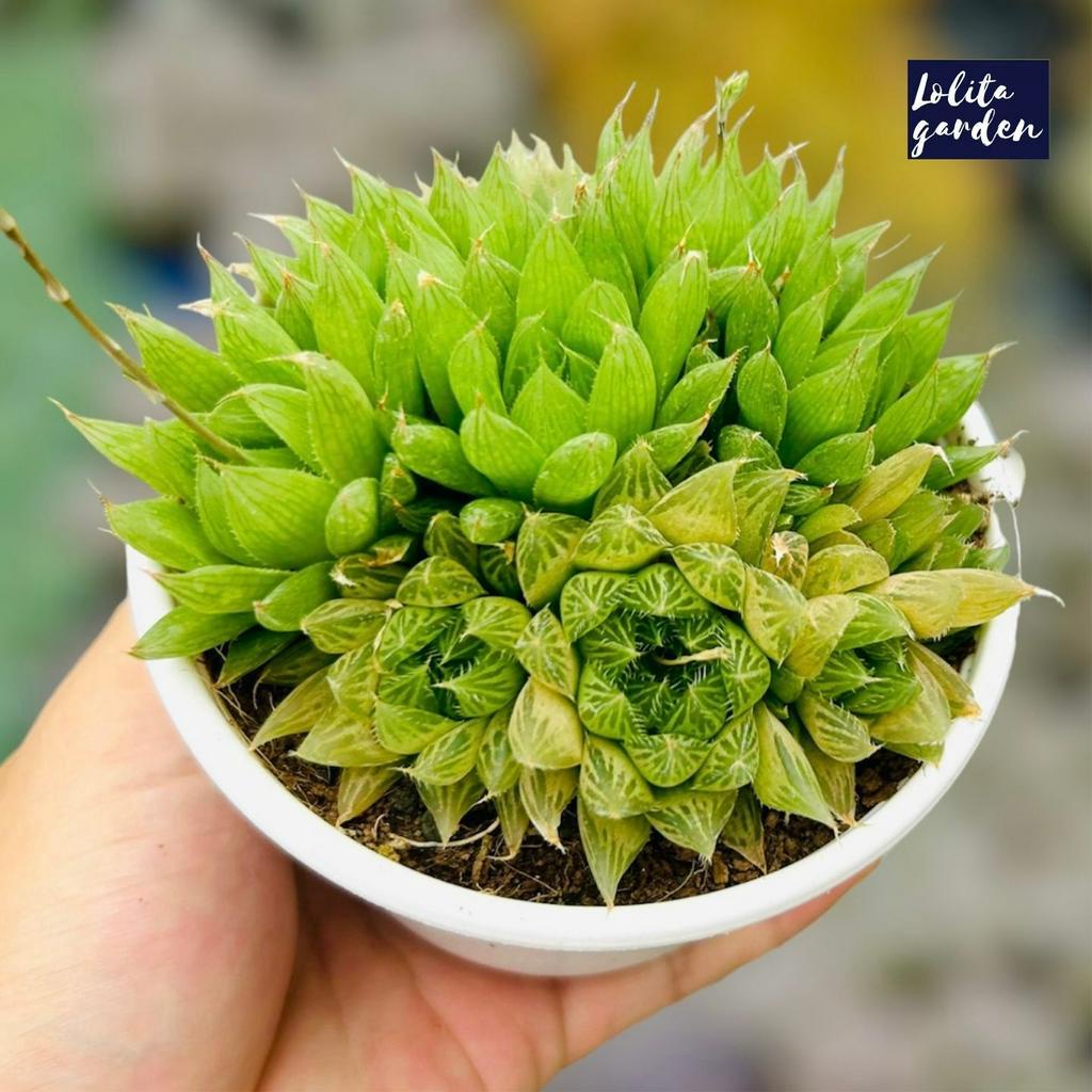 Sen đá dạ quang Đà Lạt size trung bình cây cảnh trang trí nhà cửa Lolita garden