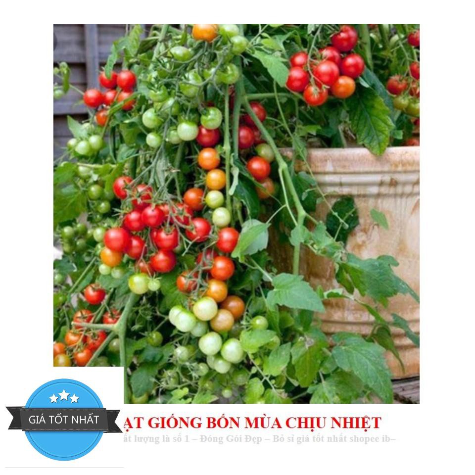 Gói 30 hạt giống cà chua chuỗi ngọc Hạt Giống Cà Chua Bi Chùm Đỏ Chuỗi Ngọc F1 Dễ Trồng Ăn Cực Ngon