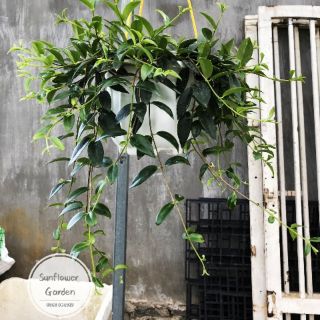 [Chuyên bán sỉ] Chậu treo thủy tiên